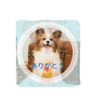 パピヨン姫＆苺の日常（個別スタンプ：4）