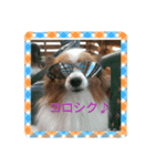 パピヨン姫＆苺の日常（個別スタンプ：5）
