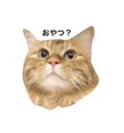 ねこしのび（個別スタンプ：1）