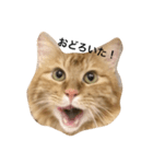 ねこしのび（個別スタンプ：2）