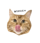 ねこしのび（個別スタンプ：4）