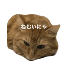 ねこしのび（個別スタンプ：7）