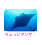 ダイバーの為のお魚スタンプ（個別スタンプ：2）