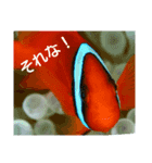 ダイバーの為のお魚スタンプ（個別スタンプ：4）