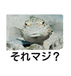 ダイバーの為のお魚スタンプ（個別スタンプ：5）