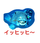 ダイバーの為のお魚スタンプ（個別スタンプ：7）