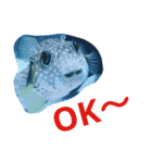 ダイバーの為のお魚スタンプ（個別スタンプ：8）