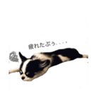 ぷぅだいすたんぷ（個別スタンプ：1）