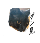 もんどくん（個別スタンプ：3）