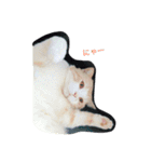 TORAA feeling（個別スタンプ：1）