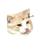 TORAA feeling（個別スタンプ：3）