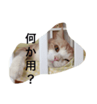 TORAA feeling（個別スタンプ：11）