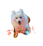 ぴんじぃさん（個別スタンプ：1）