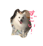 ぴんじぃさん（個別スタンプ：3）