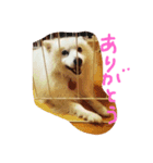 ぴんじぃさん（個別スタンプ：5）