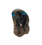 black is dog（個別スタンプ：1）