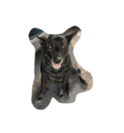 black is dog（個別スタンプ：2）