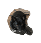 black is dog（個別スタンプ：4）