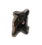 black is dog（個別スタンプ：6）