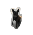 black is dog（個別スタンプ：8）