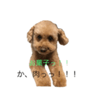 トイプードルの熊と鮭！（個別スタンプ：14）