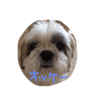 mokashizu（個別スタンプ：1）