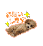もこがいっぱい（個別スタンプ：1）