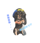 りんごちゃんち4（個別スタンプ：1）