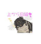 チンチラ小太郎（個別スタンプ：28）