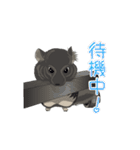 チンチラ小太郎（個別スタンプ：29）