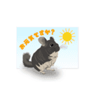 チンチラ小太郎（個別スタンプ：31）