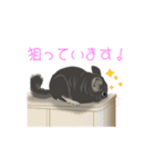チンチラ小太郎（個別スタンプ：36）