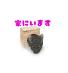 チンチラ小太郎（個別スタンプ：37）