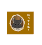 チンチラ小太郎（個別スタンプ：38）