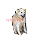 愛犬くるぽん（個別スタンプ：1）