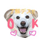 愛犬くるぽん（個別スタンプ：2）