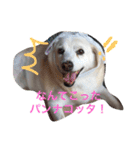 愛犬くるぽん（個別スタンプ：3）
