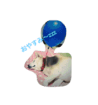 愛犬くるぽん（個別スタンプ：4）