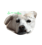 愛犬くるぽん（個別スタンプ：5）