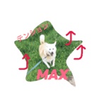 愛犬くるぽん（個別スタンプ：6）