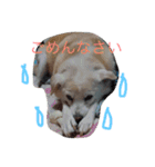 愛犬くるぽん（個別スタンプ：7）