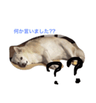 愛犬くるぽん（個別スタンプ：8）