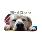 愛犬くるぽん（個別スタンプ：9）