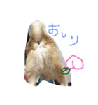 愛犬くるぽん（個別スタンプ：10）