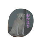愛犬くるぽん（個別スタンプ：11）