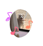 愛犬くるぽん（個別スタンプ：12）