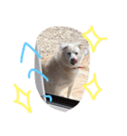 愛犬くるぽん（個別スタンプ：13）