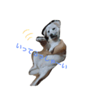愛犬くるぽん（個別スタンプ：14）