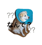愛犬くるぽん（個別スタンプ：15）
