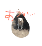 愛犬くるぽん（個別スタンプ：16）